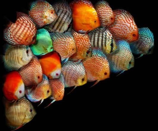 discus fish