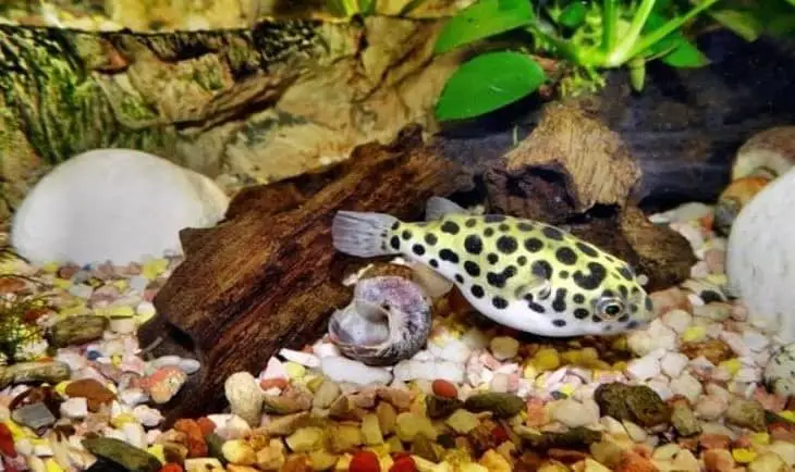 puffer fish tank setup