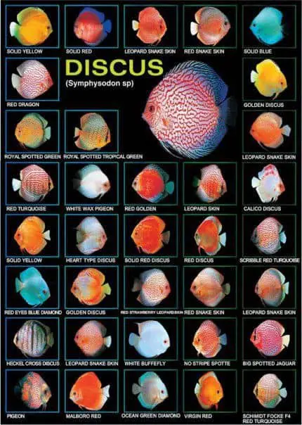 type of discus fish