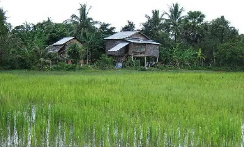 Typical Wild betta habitat