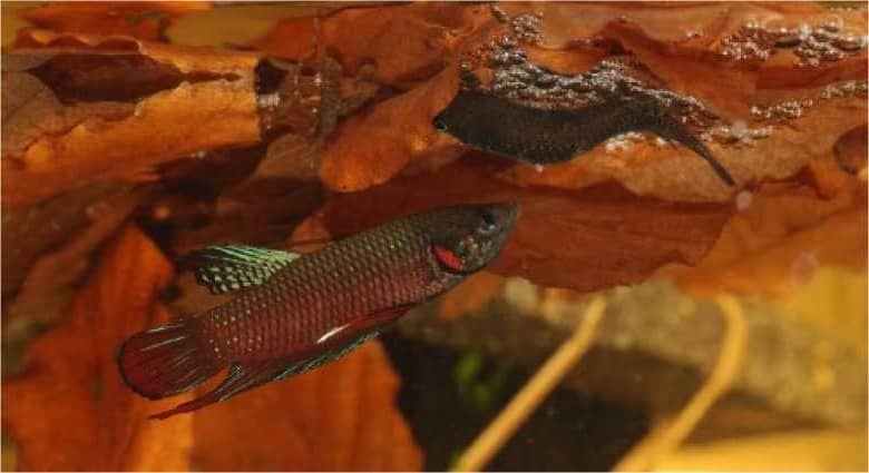 wild betta fish colour