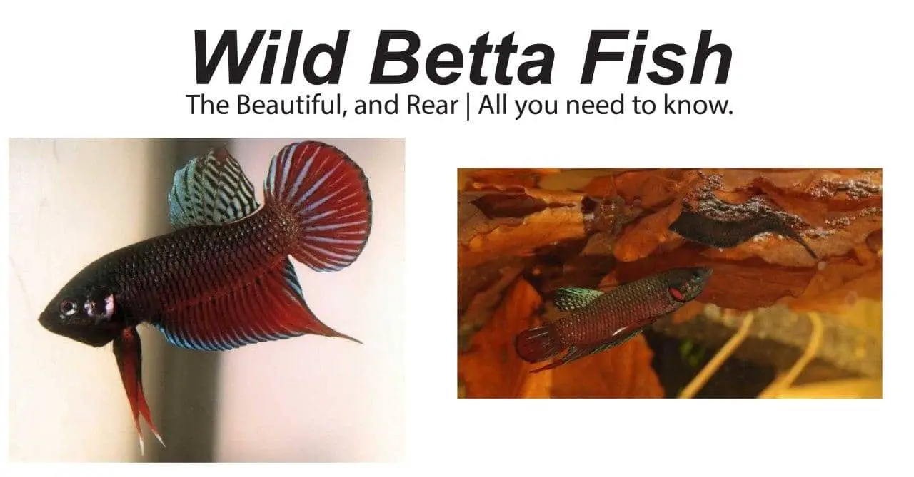 wild betta fish full