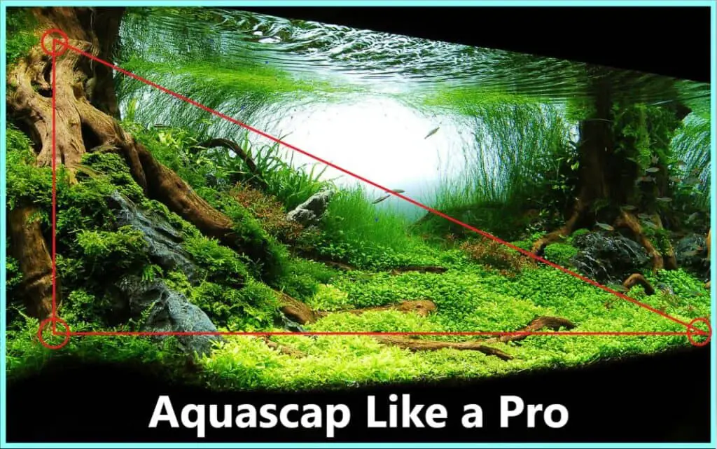 Aquascaping an Aquarium - Bunnycart Blog