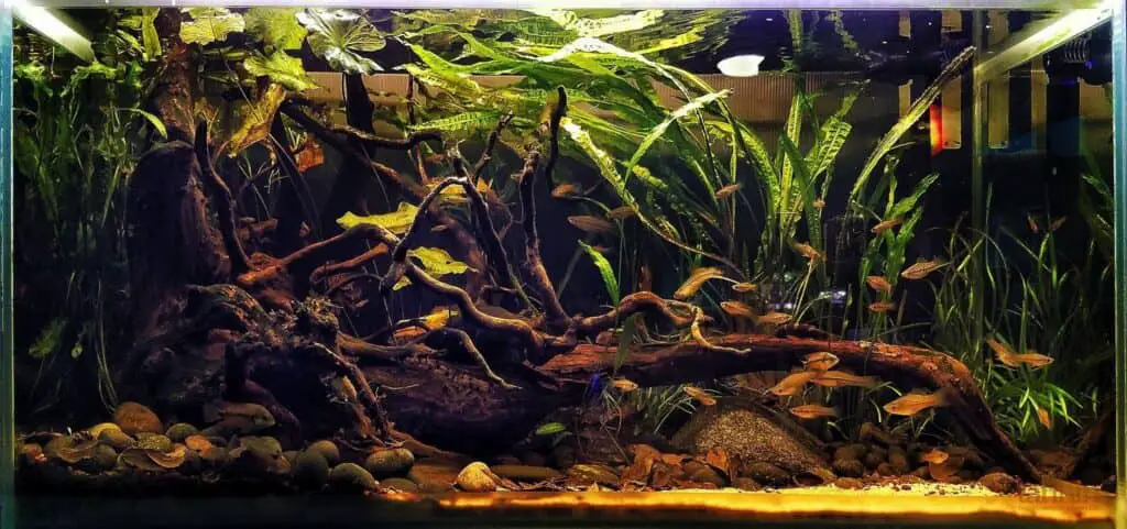 Biotope Style aquascaping