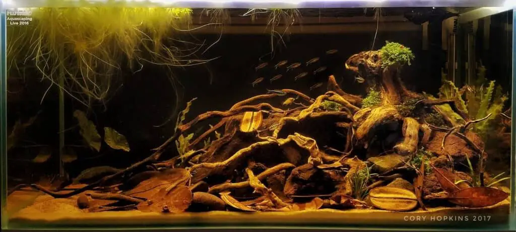 Black Water Style aquascaping