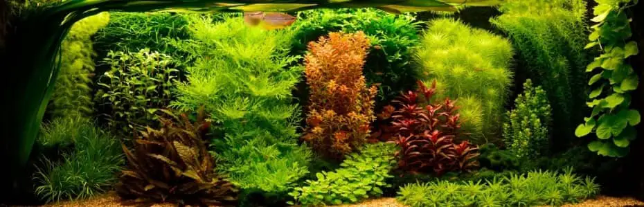 Dutch Style aquascaping