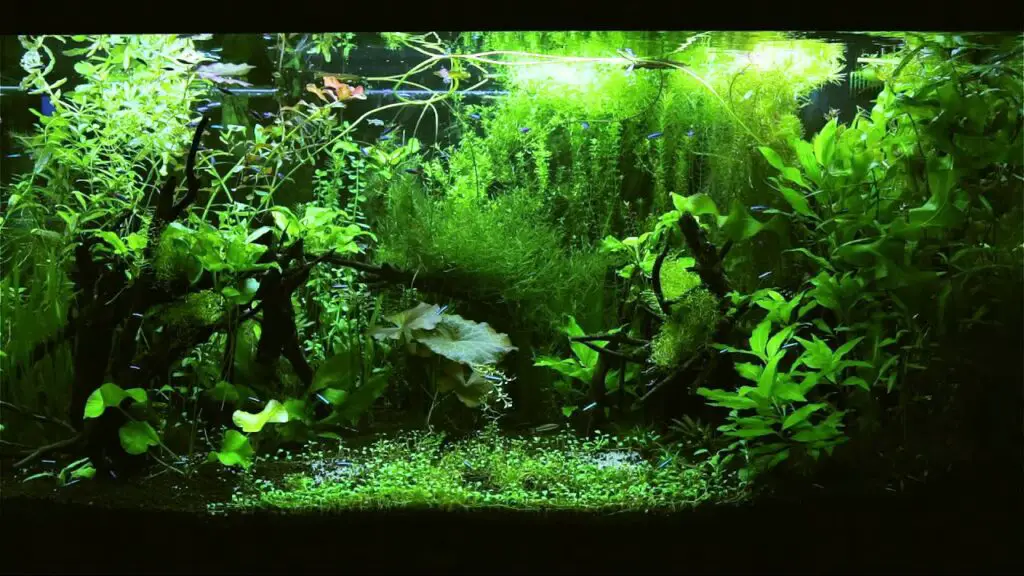 Jungle Style aquascaping