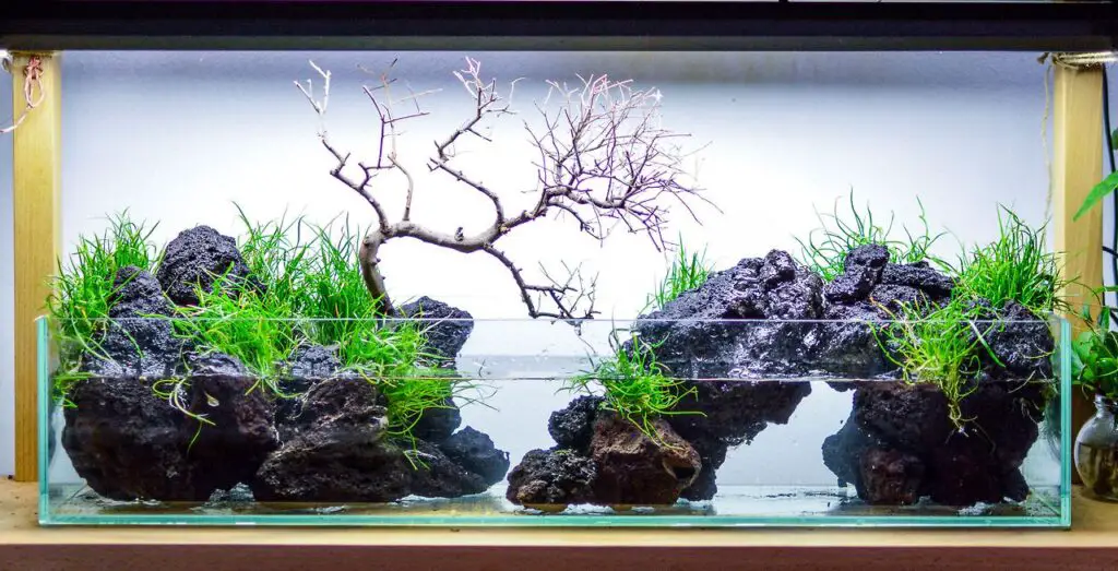 Paludariums Style aquascaping