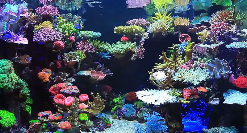 Reef Style aquascaping