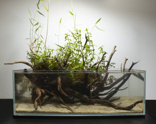 Put Lucky Bamboo In Aquarium? Is Bamboo Safe For Fish?