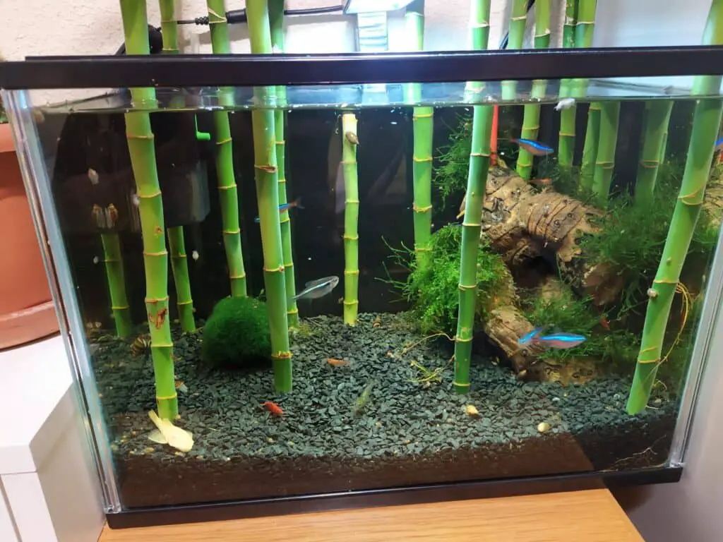 Bamboo in aquarium