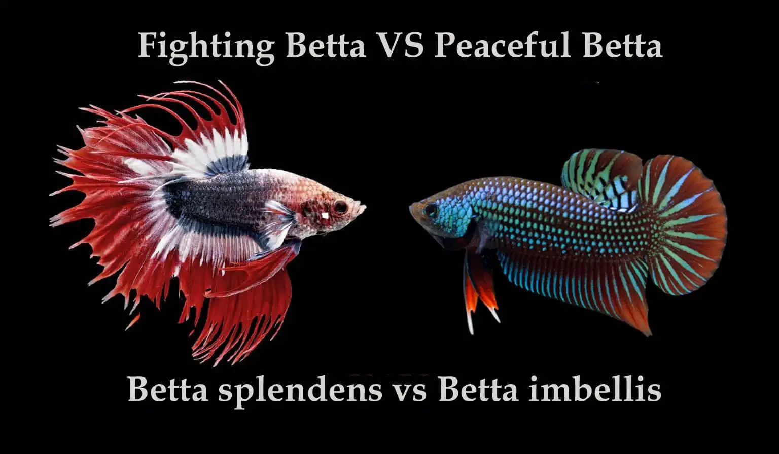 Fighting Betta VS Peaceful Betta
