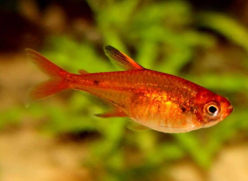 The Ember Tetra