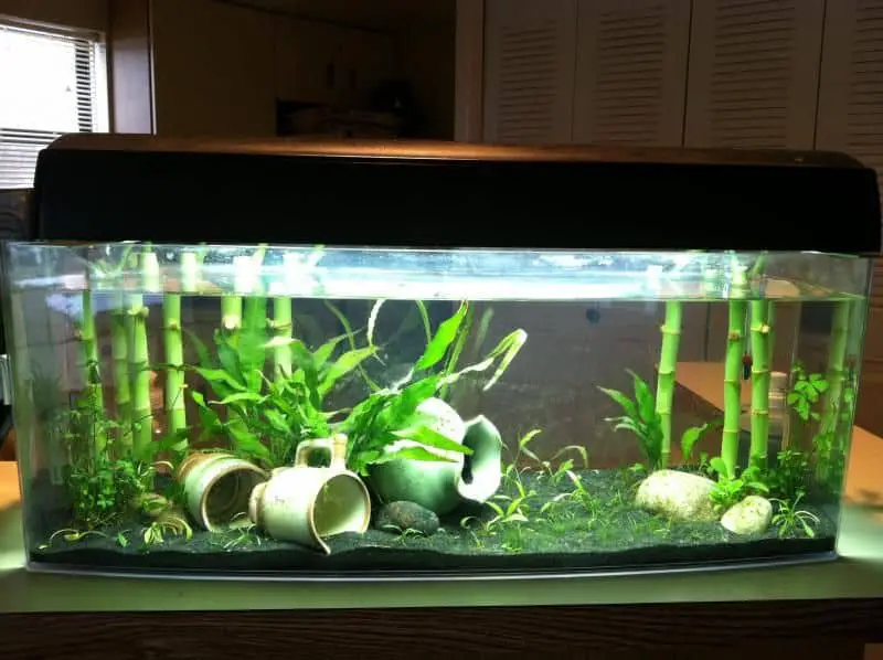 bamboo in tank