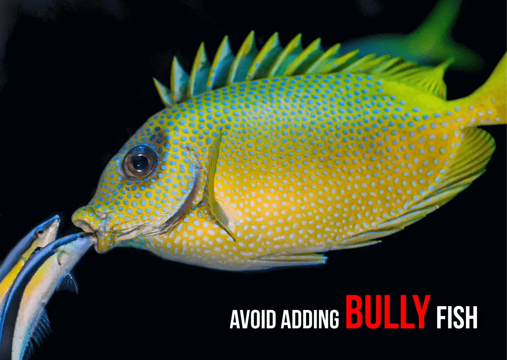 Bullying affects sleeping in fish