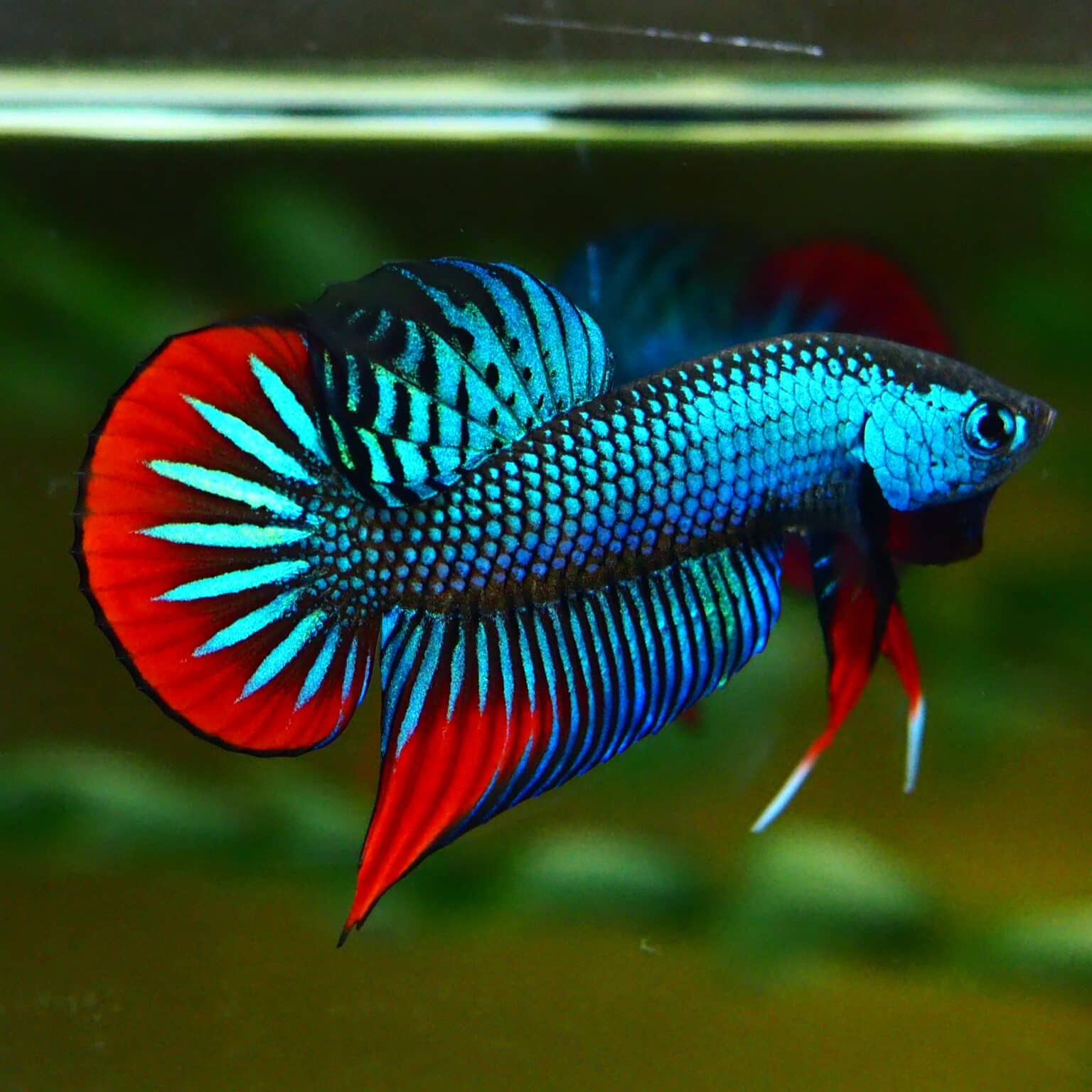 Betta imbellis