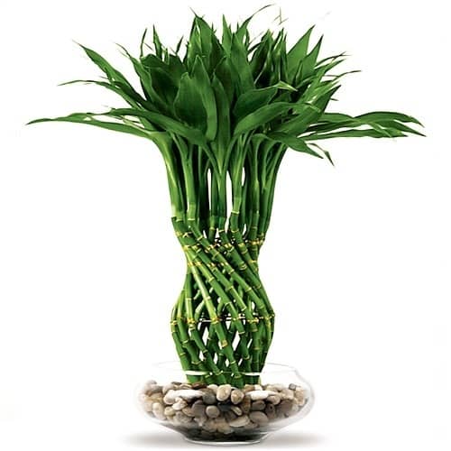 Put Lucky Bamboo In Aquarium? Is Bamboo Safe For Fish?