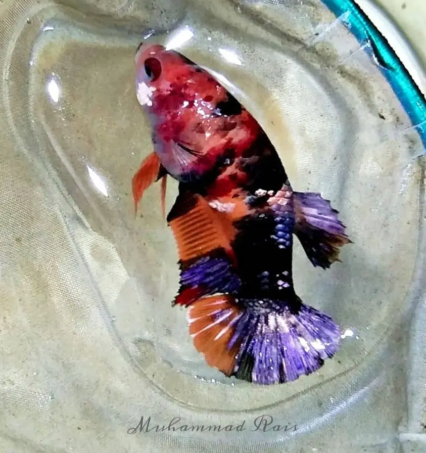 Koi Betta fish lifespan