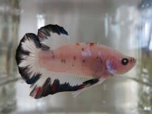 Fancy koi betta