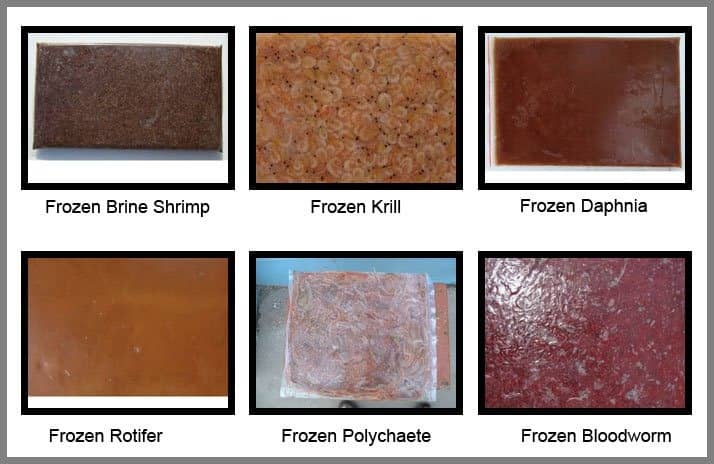 Frozen fish Foods for tetra