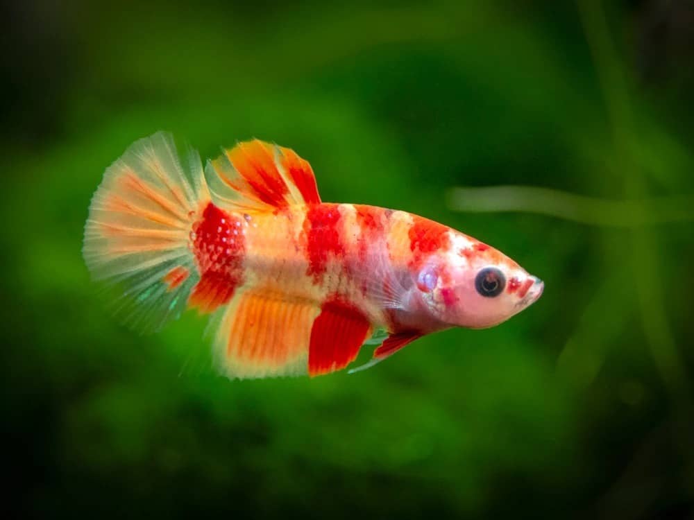 Koi Nemo Plakat Betta