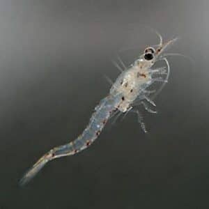 Mysis Shrimp for tetra