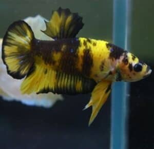 Tiger koi betta