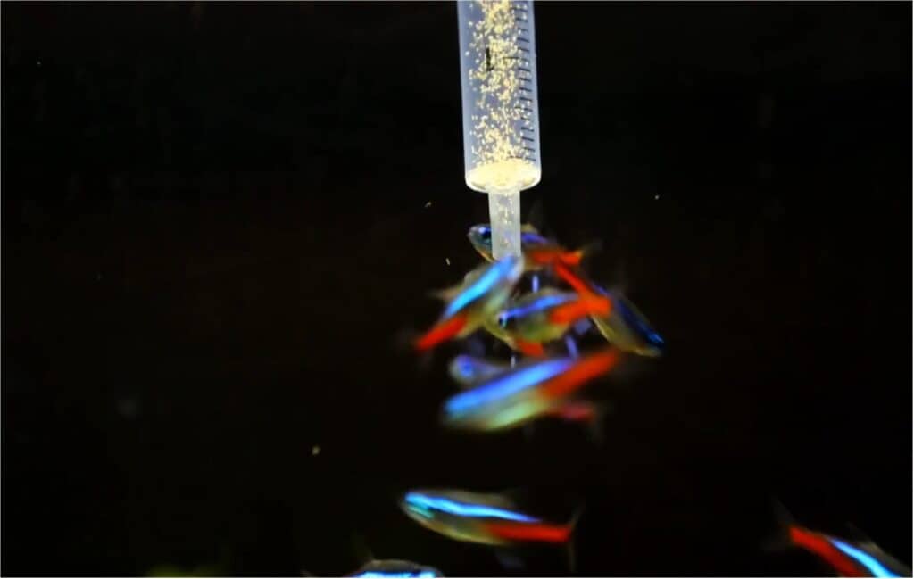 What Does Neon Tetra Eat? | 13 Things to know