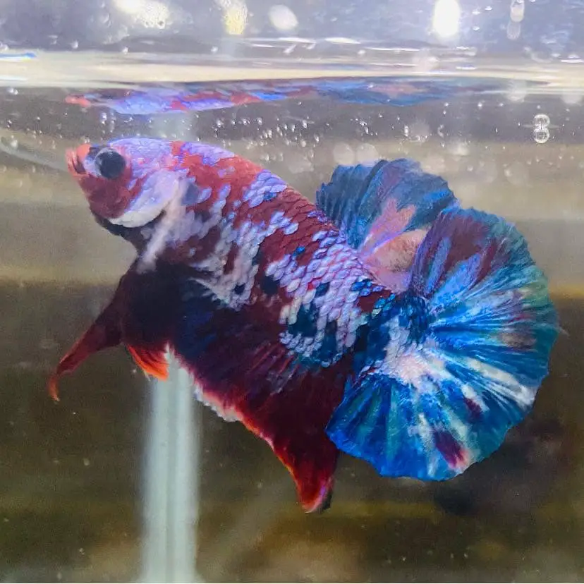 What Is A Koi Betta Fish Koi Bettas Care Tips You Must Know