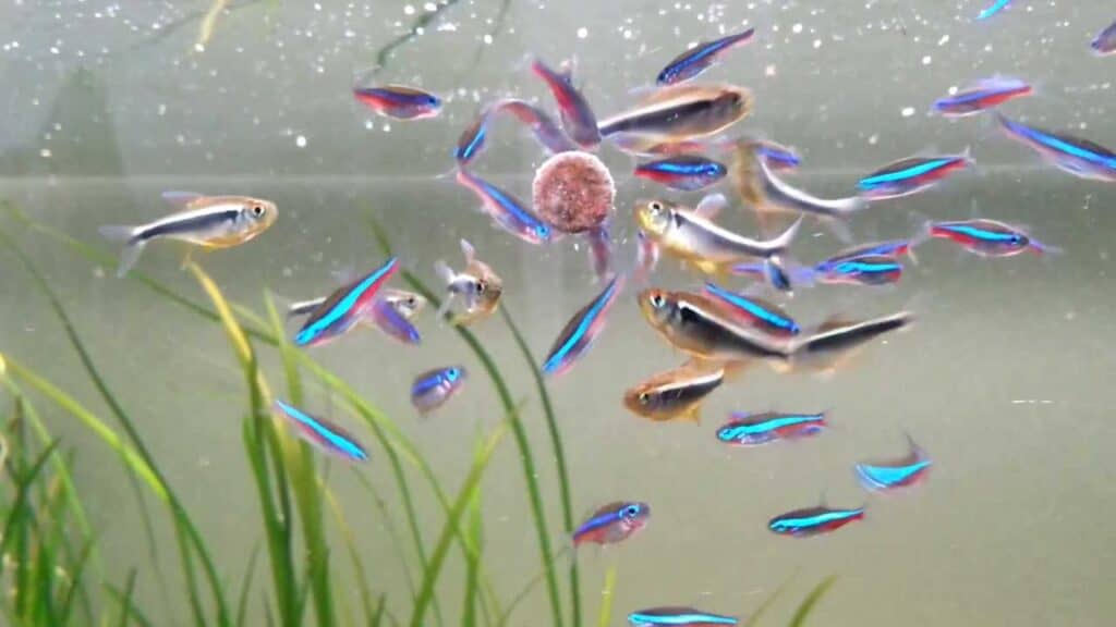 feed neon tetra