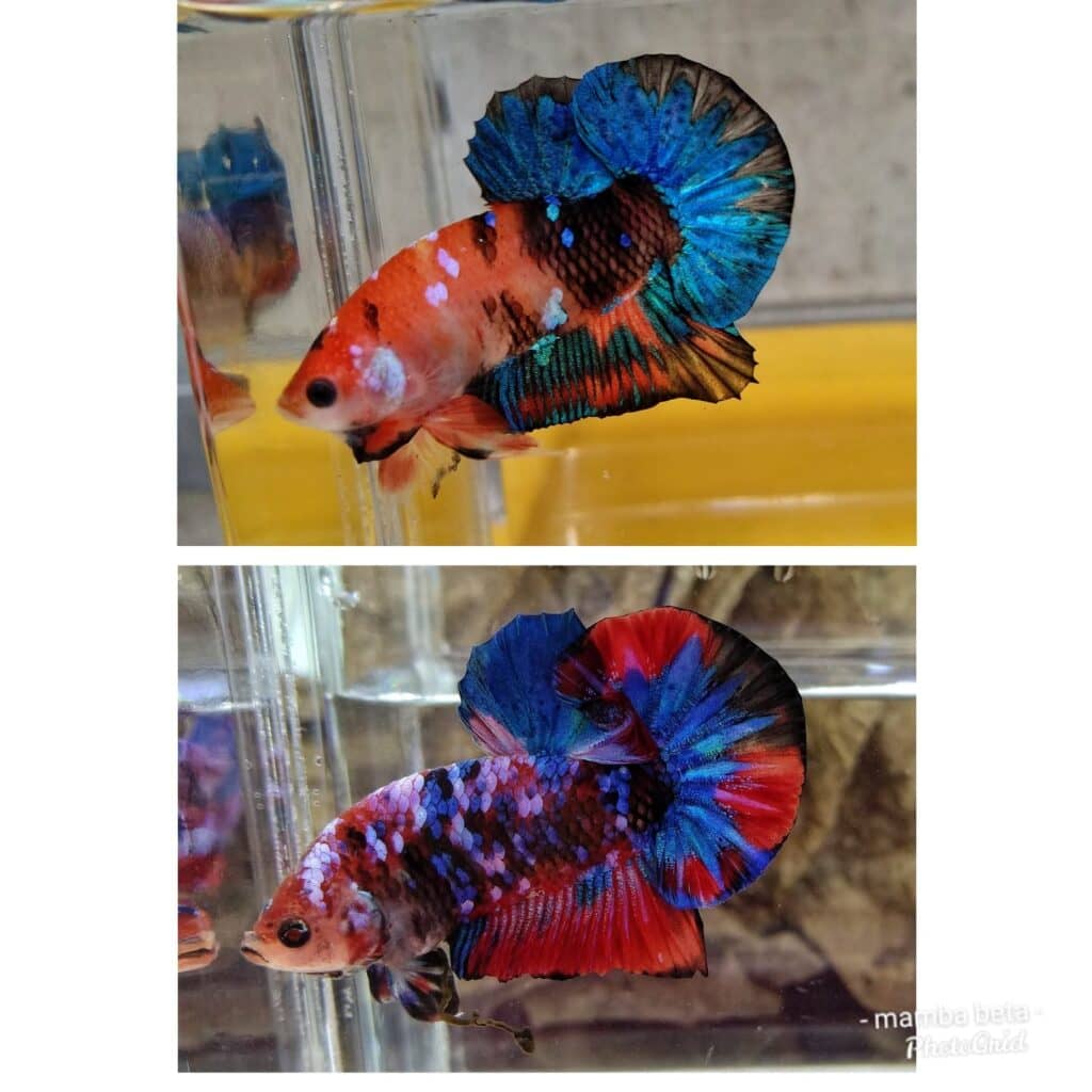 Koi Betta Fish Ultimate Guide On Care, Feeding And Breeding