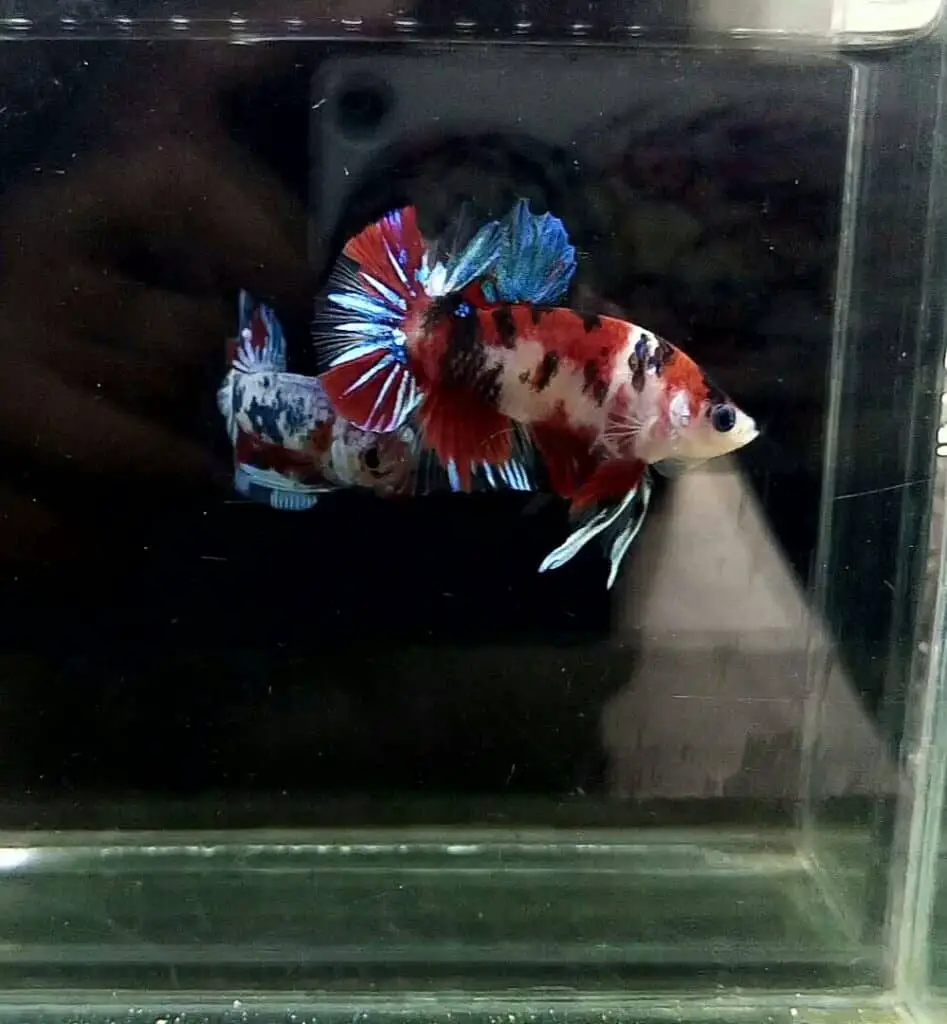 How To Keep A Betta Fish Happy