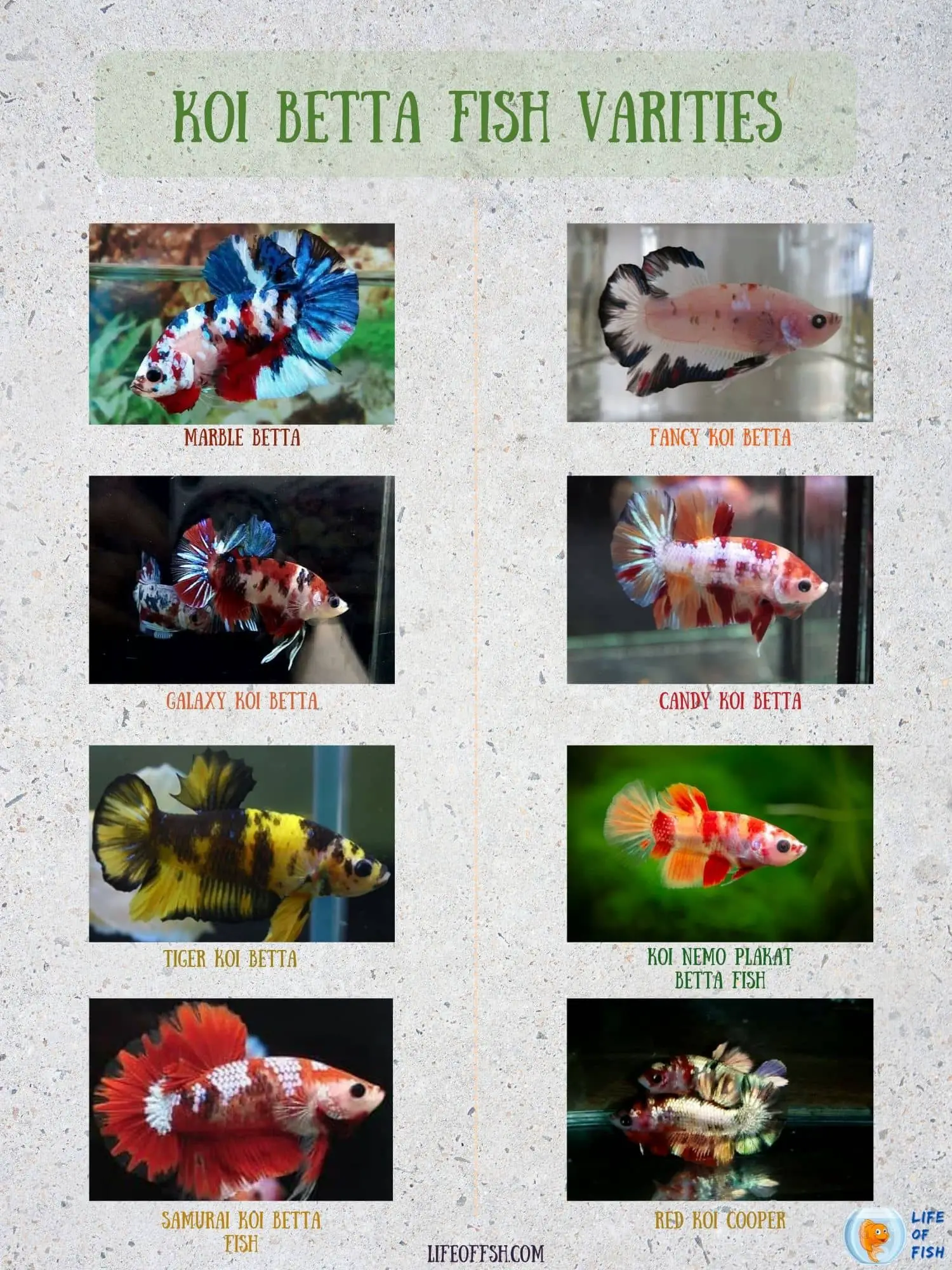 koi betta fish infographic 