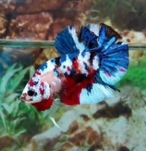 marble betta