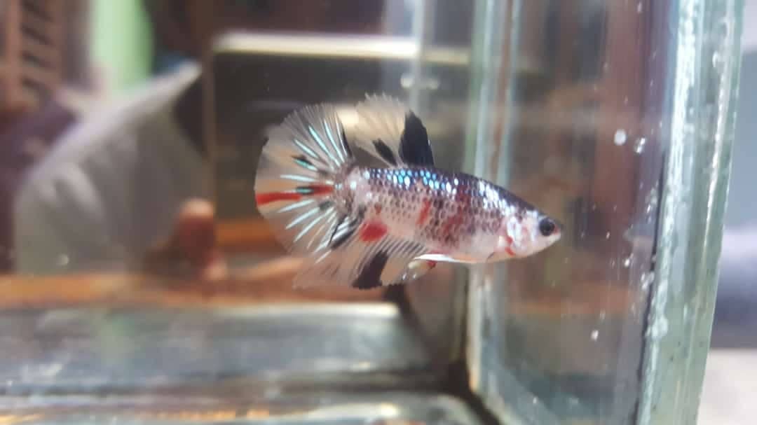 transparent koi beta