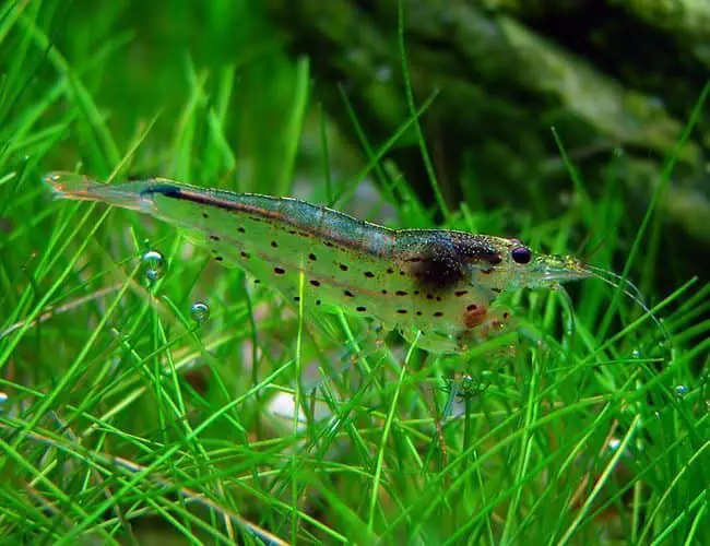 Do Amano Shrimp Eat Algae?