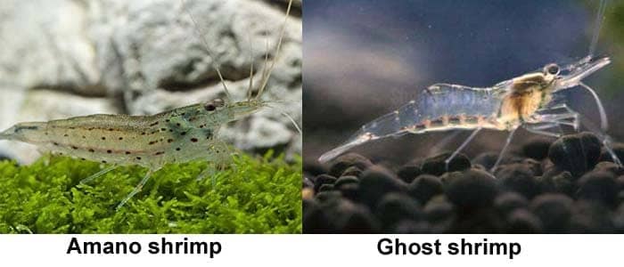 Amano shrimp AND ghost shrimp
