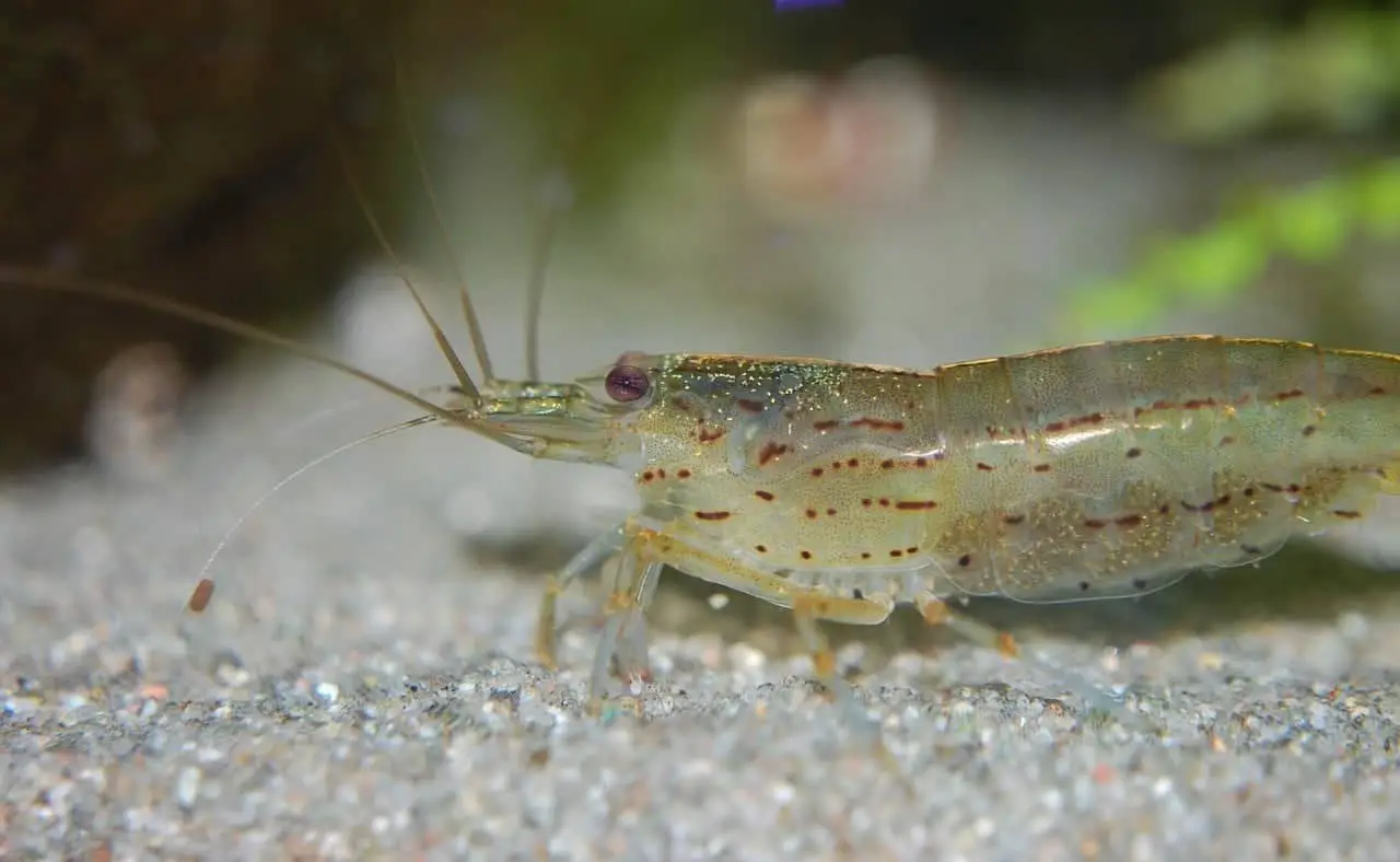 Amano shrimp vs. ghost shrimp