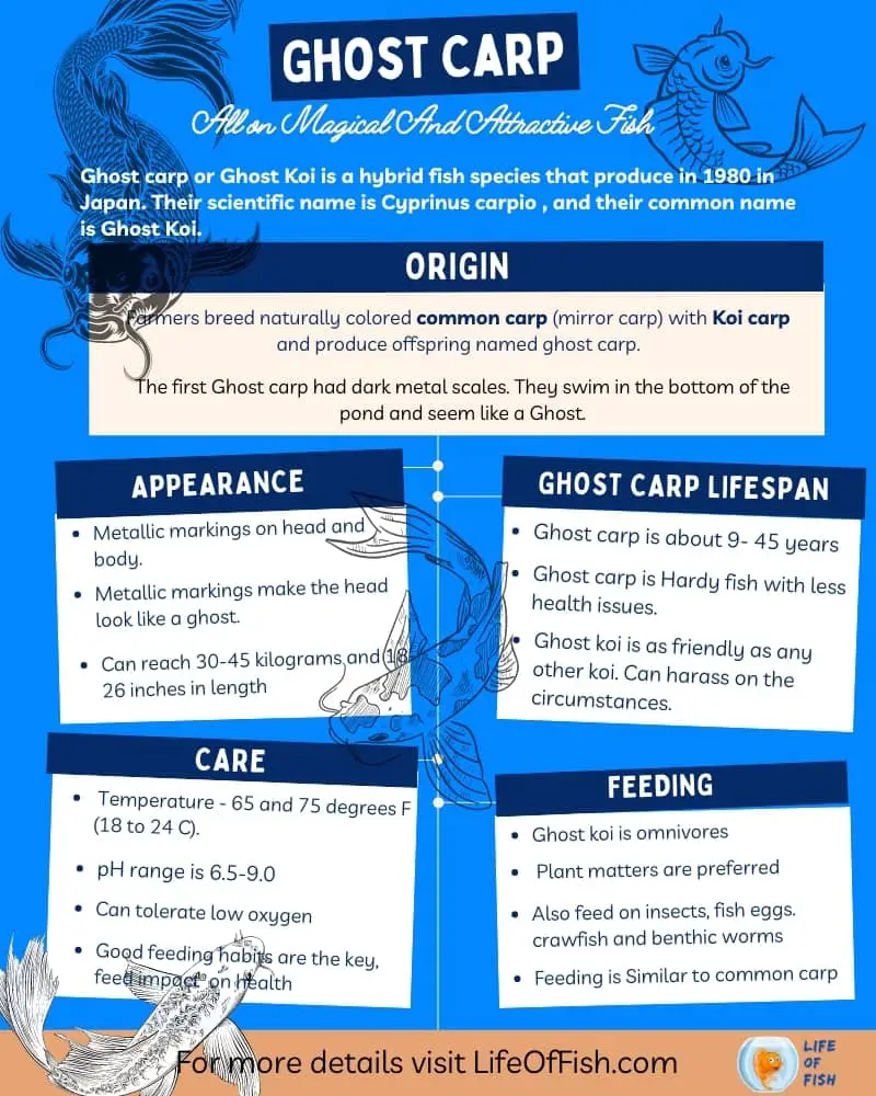 Ghost Carp Ghost koi Visual Infographic