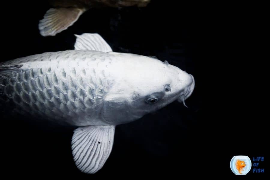 ghost koi carp