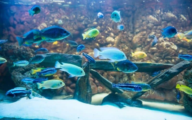 8 Non-Aggressive Cichlids for Community Tank And Care