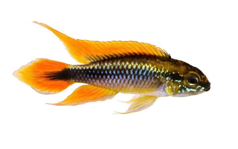 Agassiz’s Dwarf Cichlid (Apistogramma agassizii)