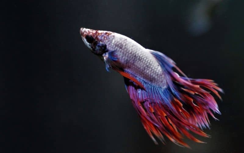 How To Keep A Betta Fish Happy