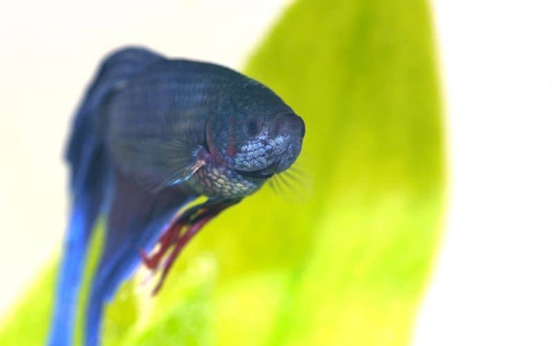 Betta Fish Poop 21 Things You Should Know