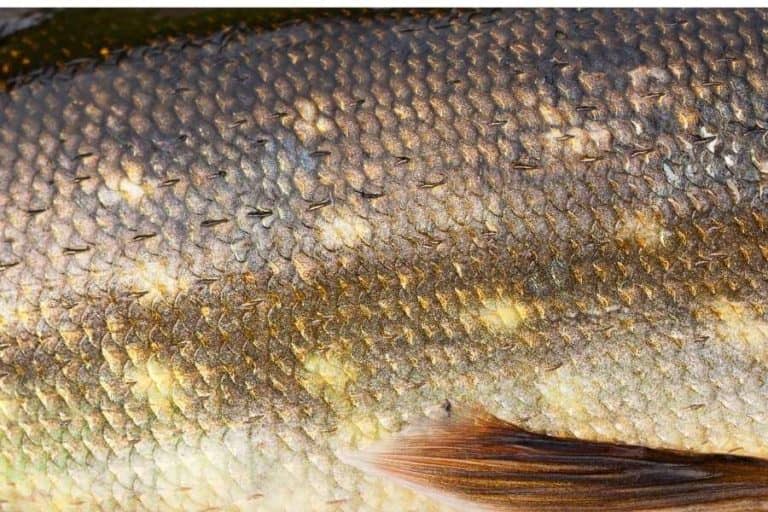 Do Betta Fish Shed Their Scales ? Betta Fish Scales Facts