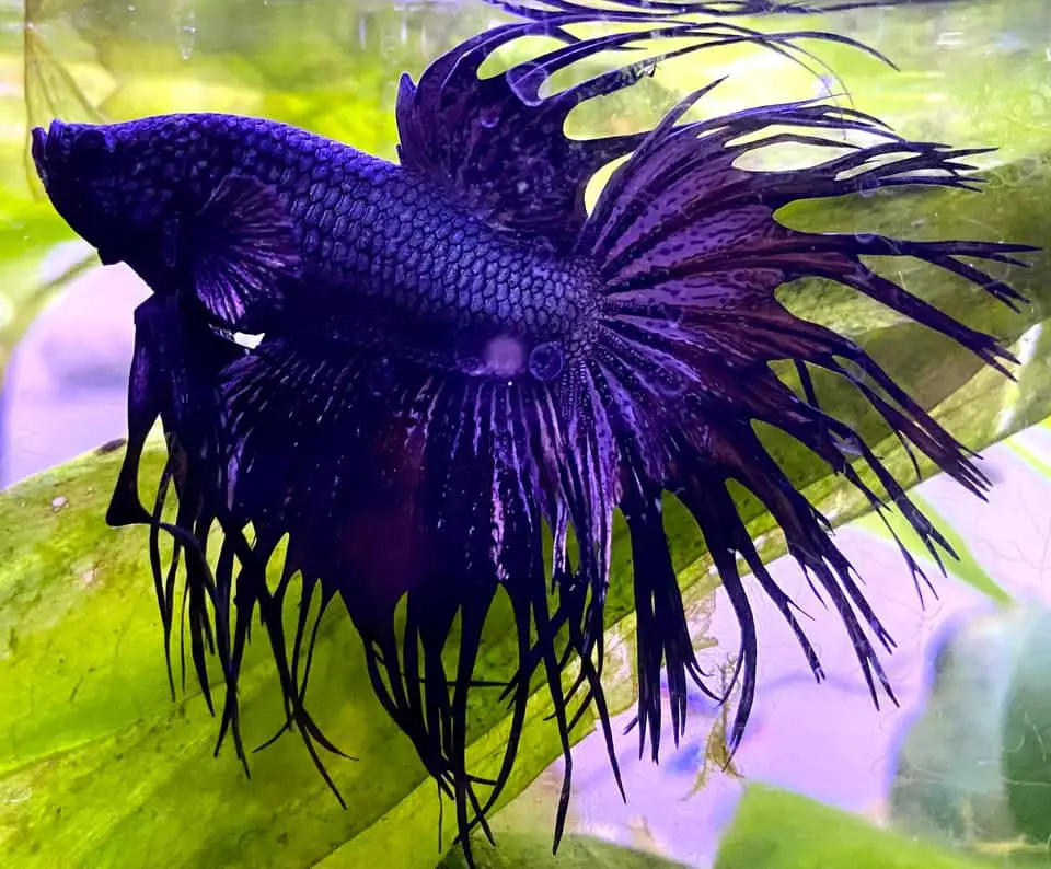 Betta grooming