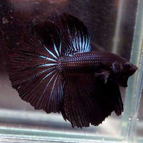 Black Orchid Betta Care 