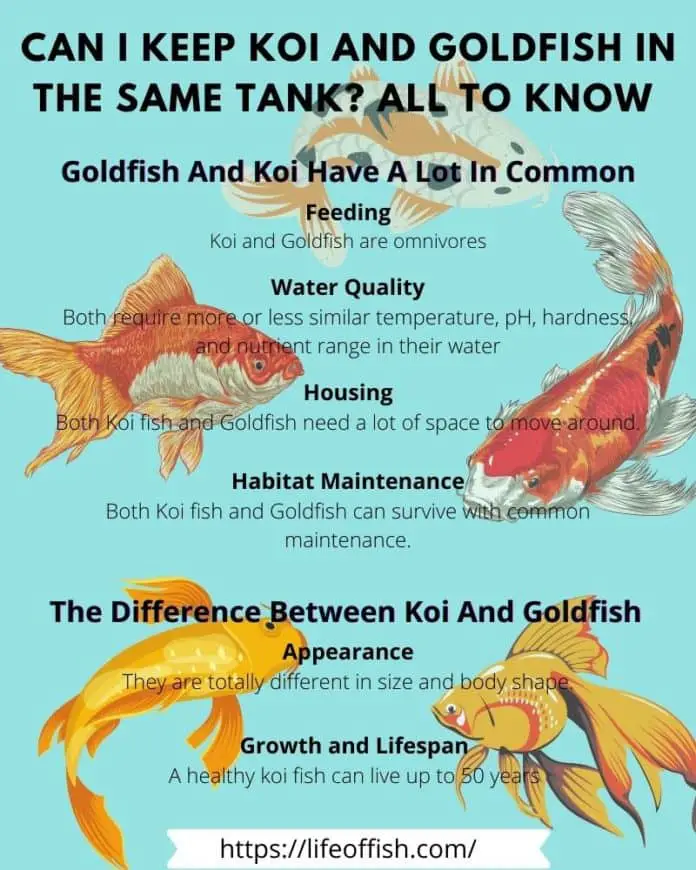 Can I Keep Koi And Goldfish In The Same Tank All To Know