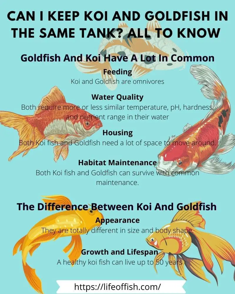 Can I Keep Koi and Goldfish In the Same Tank All To Know infographic