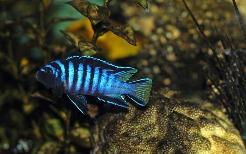 8 Non Aggressive Cichlids for Community Tank And Care